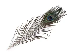 Paví peří 25 - 30 cm, dekorace