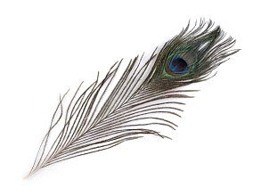 Paví peří 25 - 30 cm, dekorace