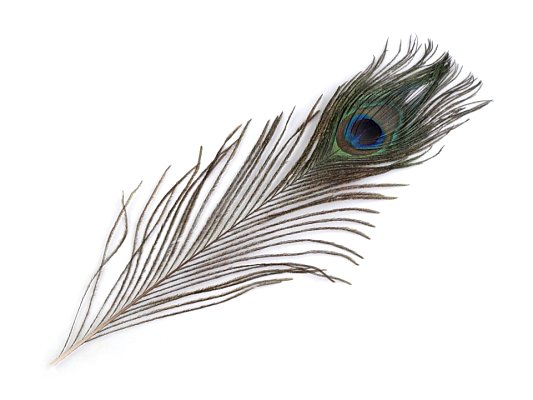 Paví peří 40-45 cm, dekorace